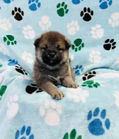 SESAME PUPPY, a male Shiba Inu for sale in Phillipsburg, NJ – Photo 3 of 10