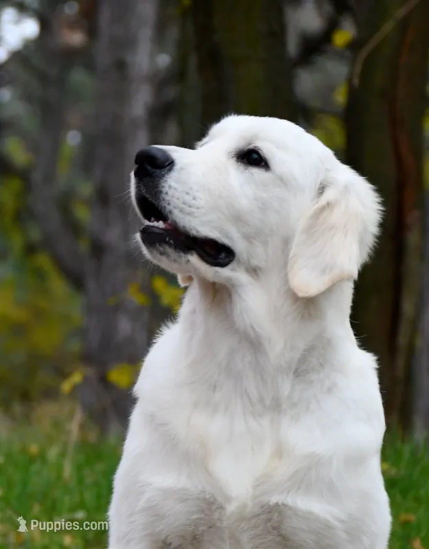 ADULT IMPORT FEMALE – English Cream Golden Retriever puppy for sale in Phillipsburg, NJ