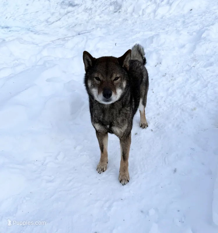 SESAME MALE IMPORTED FULL AKC – Shiba Inu puppy for sale in Phillipsburg, NJ