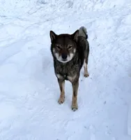 SESAME MALE IMPORTED FULL AKC, a male Shiba Inu for sale in Phillipsburg, NJ – 6 of 8