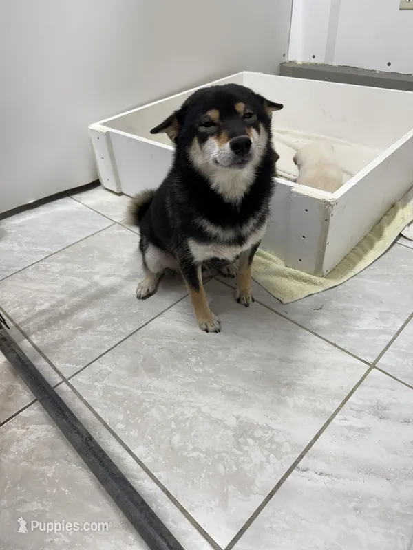 ADULT AKC  – Shiba Inu puppy for sale in Phillipsburg, NJ
