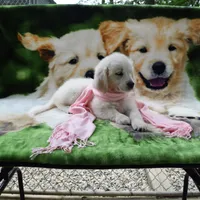 Champion, a male Golden Retriever for sale in Phillipsburg, NJ – Photo 2 of 10