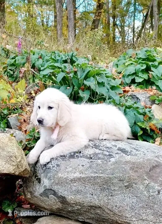Champion – Golden Retriever puppy for sale in Phillipsburg, NJ