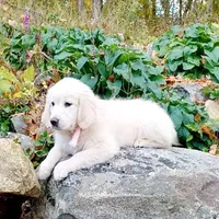Champion, a male Golden Retriever for sale in Phillipsburg, NJ – Photo 3 of 10