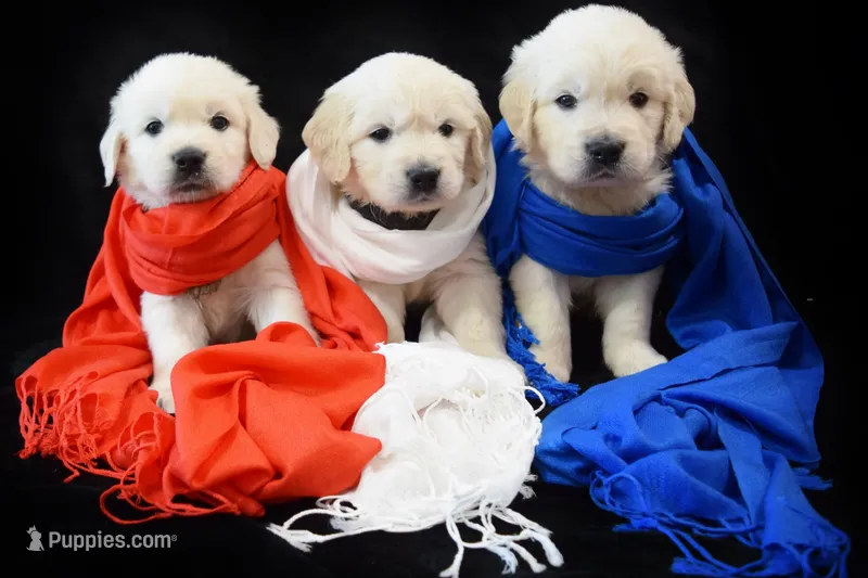 Champion – Golden Retriever puppy for sale in Phillipsburg, NJ