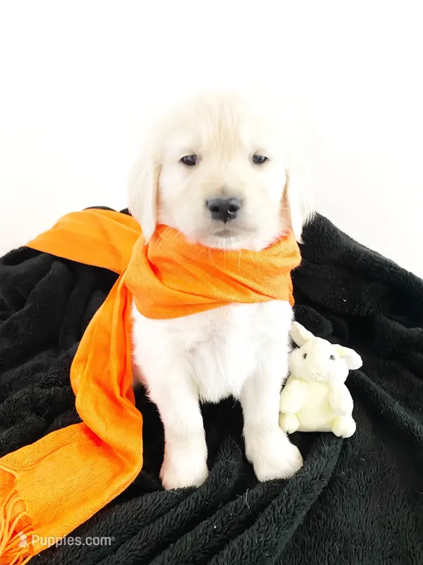 Champion – Golden Retriever puppy for sale in Phillipsburg, NJ