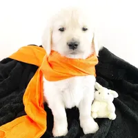 Champion, a male Golden Retriever for sale in Phillipsburg, NJ – Photo 4 of 10