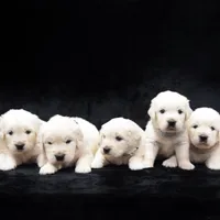 Champion, a male Golden Retriever for sale in Phillipsburg, NJ – Photo 7 of 10