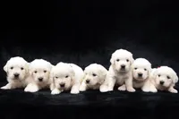 processed/b1e9b52d-6439-4123-ac27-4f1063d12beb/listing/334ef5c0-f14c-4e50-bdeb-47c50d9a8b0e/58df7eee-4df4-4574-a80b-94872c7115aa