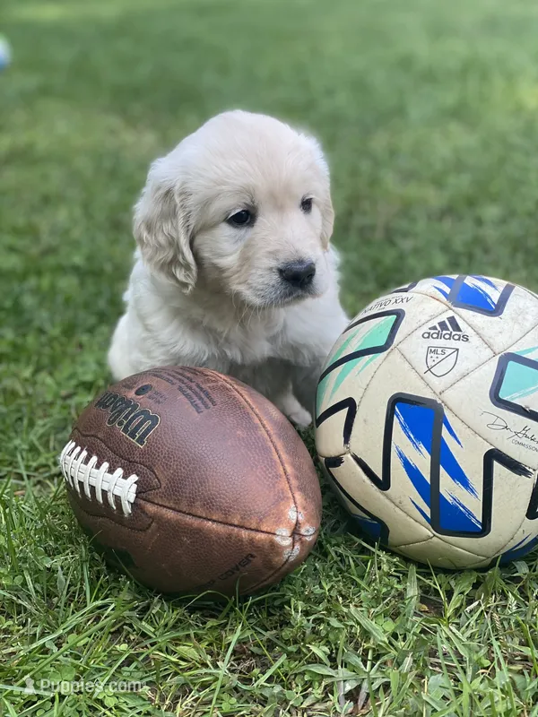 Champion – Golden Retriever puppy for sale in Phillipsburg, NJ