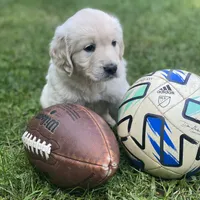 Champion, a male Golden Retriever for sale in Phillipsburg, NJ – Photo 5 of 10