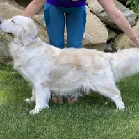 Champion, a male Golden Retriever for sale in Phillipsburg, NJ – Photo 8 of 10