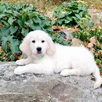Champion, a male Golden Retriever for sale in Phillipsburg, NJ – Photo 1 of 10