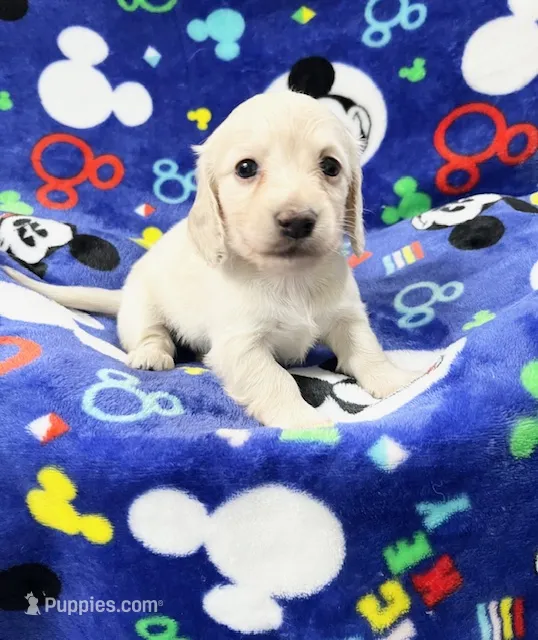 Puppy Cream – Miniature Dachshund puppy for sale in Phillipsburg, NJ