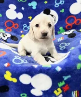 Puppy Cream, a male Miniature Dachshund for sale in Phillipsburg, NJ – 1 of 6
