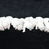 Russian CH, a female English Cream Golden Retriever for sale in Phillipsburg, NJ – Photo 7 of 7