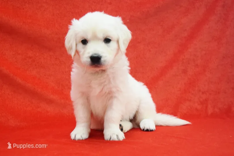 Russian CH – English Cream Golden Retriever puppy for sale in Phillipsburg, NJ