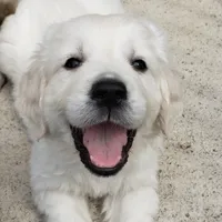 Russian CH, a female English Cream Golden Retriever for sale in Phillipsburg, NJ – Photo 3 of 7