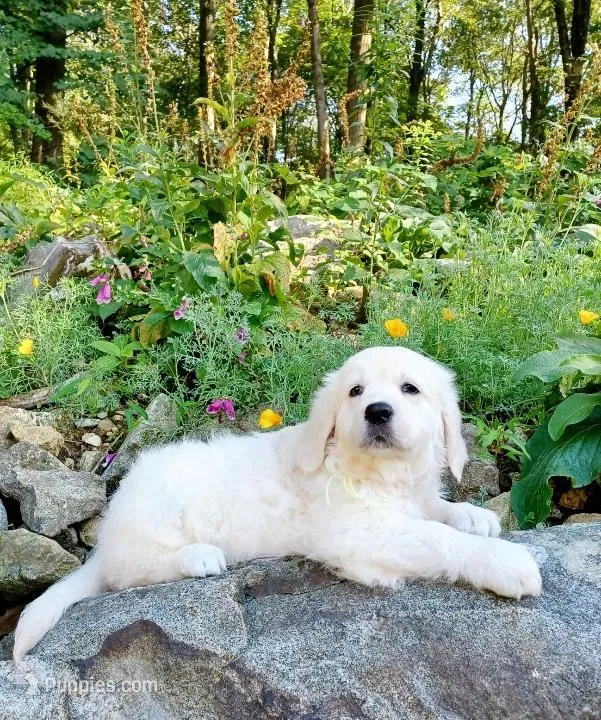 Russian CH – English Cream Golden Retriever puppy for sale in Phillipsburg, NJ
