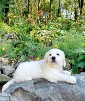 Russian CH, a female English Cream Golden Retriever for sale in Phillipsburg, NJ – Photo 1 of 10