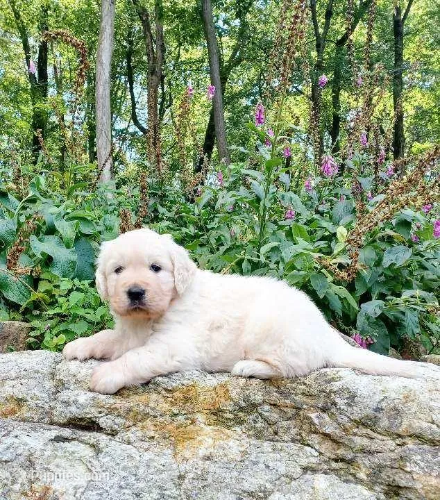 Russian CH – English Cream Golden Retriever puppy for sale in Phillipsburg, NJ
