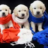 Russian CH, a female English Cream Golden Retriever for sale in Phillipsburg, NJ – Photo 6 of 7