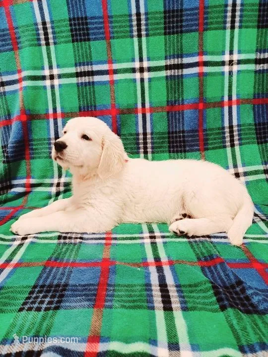 Russian CH – English Cream Golden Retriever puppy for sale in Phillipsburg, NJ