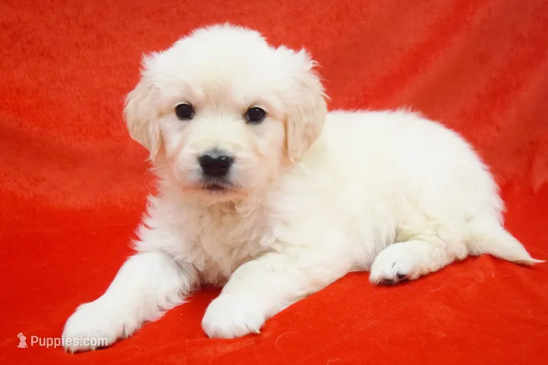 Russian CH – English Cream Golden Retriever puppy for sale in Phillipsburg, NJ