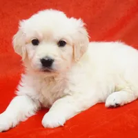 Russian CH, a female English Cream Golden Retriever for sale in Phillipsburg, NJ – Photo 4 of 7