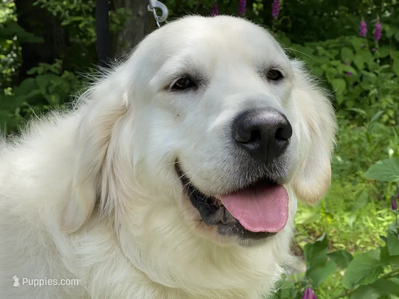 Adult Female – English Cream Golden Retriever puppy for sale in Phillipsburg, NJ