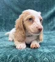Winnie pup, a male Miniature Dachshund for sale in Phillipsburg, NJ – 3 of 3