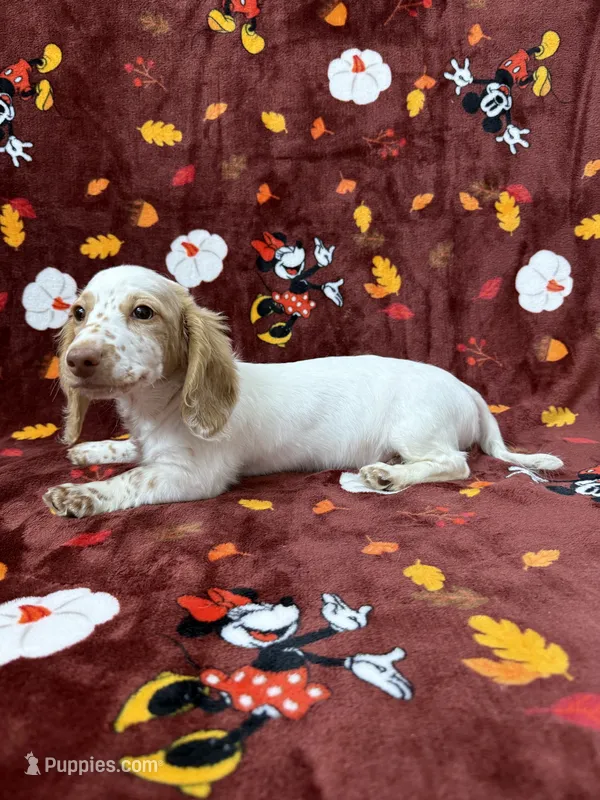 Adult CREAM AND WHITE PIEBLAD – Miniature Dachshund puppy for sale in Phillipsburg, NJ