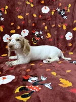 Adult CREAM AND WHITE PIEBLAD, a female Miniature Dachshund for sale in Phillipsburg, NJ – 1 of 8