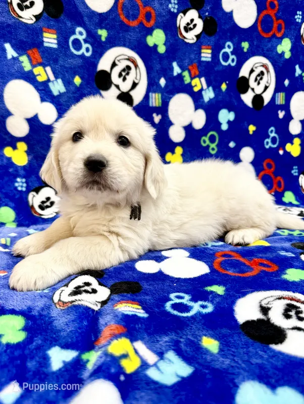 Beautiful M – English Cream Golden Retriever puppy for sale in Phillipsburg, NJ