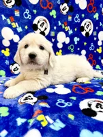 Beautiful M, a male English Cream Golden Retriever for sale in Phillipsburg, NJ – 2 of 10
