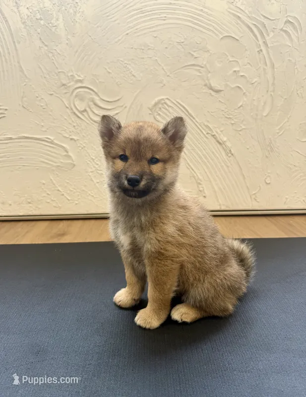 Shiba  – Shiba Inu puppy for sale in Phillipsburg, NJ