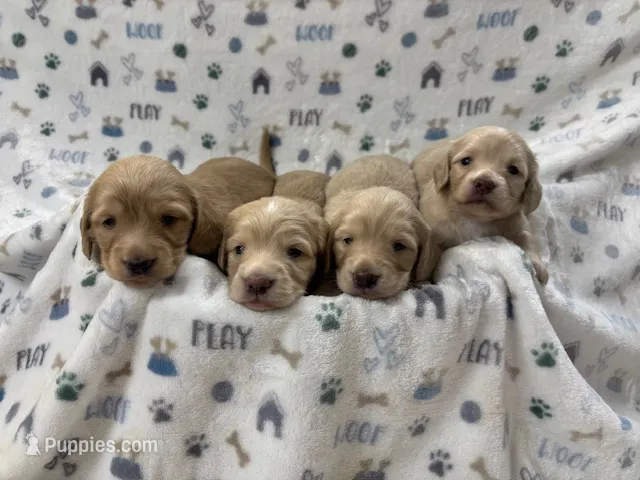 Shaded Cream  – Miniature Dachshund puppy for sale in Phillipsburg, NJ