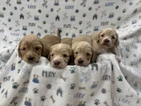 Shaded Cream , a female Miniature Dachshund for sale in Phillipsburg, NJ – 3 of 9