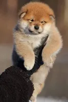 Black $ Tan Puppy, a female Shiba Inu for sale in Phillipsburg, NJ – Photo 7 of 8