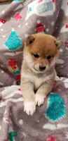 Black $ Tan Puppy, a female Shiba Inu for sale in Phillipsburg, NJ – Photo 3 of 8