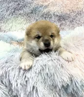 Black $ Tan Puppy, a female Shiba Inu for sale in Phillipsburg, NJ – Photo 4 of 8