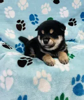 Black $ Tan Puppy, a female Shiba Inu for sale in Phillipsburg, NJ – Photo 1 of 8