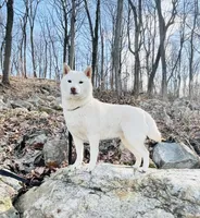 Cream Male Adult, a male Shiba Inu for sale in Phillipsburg, NJ – Photo 1 of 2