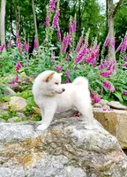 Cream Male Adult, a male Shiba Inu for sale in Phillipsburg, NJ – Photo 2 of 2