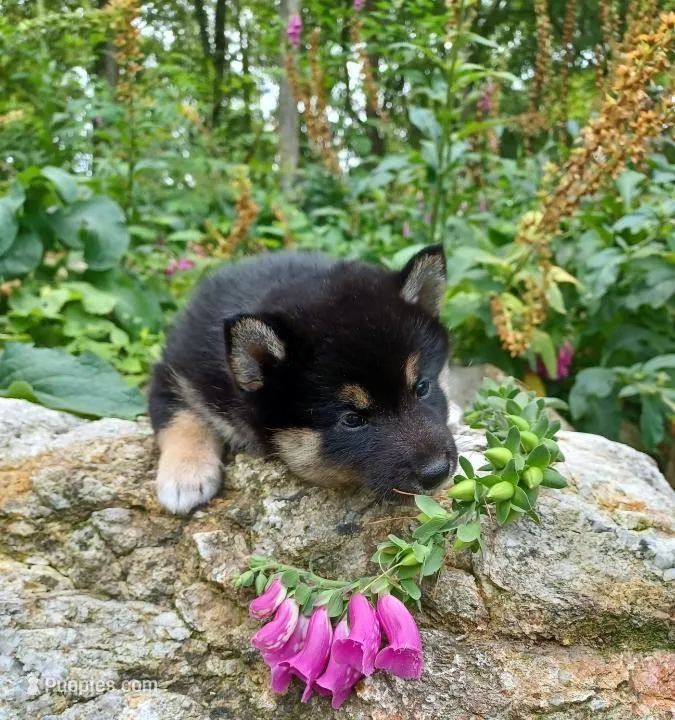 Black $ Tan Puppy – Shiba Inu puppy for sale in Phillipsburg, NJ