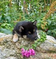 Black $ Tan Puppy, a female Shiba Inu for sale in Phillipsburg, NJ – Photo 6 of 8