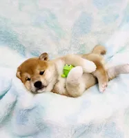 Black $ Tan Puppy, a female Shiba Inu for sale in Phillipsburg, NJ – Photo 8 of 8