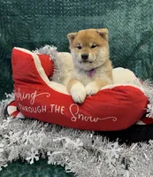 Black $ Tan Puppy, a female Shiba Inu for sale in Phillipsburg, NJ – Photo 5 of 8