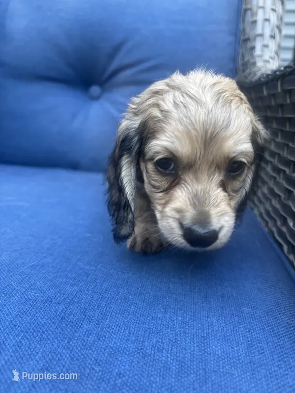 Shaded Cream  – Miniature Dachshund puppy for sale in Phillipsburg, NJ
