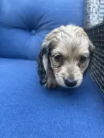 Shaded Cream , a female Miniature Dachshund for sale in Phillipsburg, NJ – 9 of 9